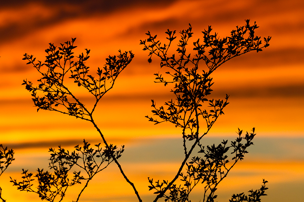 10-21 - 13.jpg - Saguaro National Park, East Part